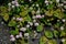 Persicaria capitata (Pink head knotweed) flowers. Polygonaceae perennial creeping plant native to the Himalayas.