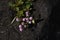 Persicaria capitata Polygonum flowers