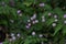 Persicaria capitata Polygonum flowers