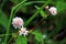 Persicaria capitata Polygonum flowers / Persicaria capitata