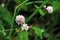 Persicaria capitata Polygonum flowers / Persicaria capitata.