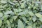 Persicaria chinensis tree plant on farm