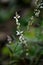 Persicaria decipiens flower in the garden