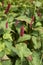 Persicaria fat domino