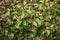 Persicaria fat domino