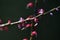 Persicaria filiformis  flowers
