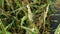 Persicaria hydropiper plant.