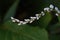 Persicaria japonica flowers.