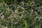 Persicaria japonica flowers.