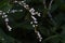 Persicaria japonica flowers.