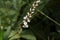 Persicaria japonica flowers.