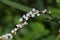 Persicaria japonica flowers.