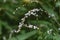 Persicaria japonica flowers.