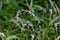 Persicaria japonica flowers.