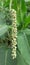 Persicaria Lapathifolia plant flowers on Green Leaves Background