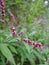 Persicaria longiseta flowers at an autumn field in Japan