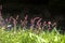 Persicaria longiseta is a species of flowering plant