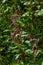 Persicaria longiseta is a species of flowering plant in the knotweed family known by the common names Oriental lady`s thumb,