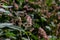 Persicaria longiseta is a species of flowering plant in the knotweed family known by the common names Oriental lady\\\'s thumb,