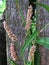 Persicaria maculosa - medicinal plant close up