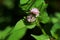 Persicaria thunbergii flowers