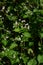 Persicaria thunbergii flowers