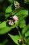 Persicaria thunbergii flowers
