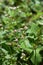 Persicaria thunbergii flowers