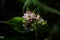 Persicaria thunbergii flowers