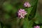 Persicaria thunbergii flowers