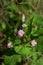 Persicaria thunbergii flowers