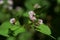 Persicaria thunbergii flowers