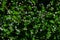 Persicaria thunbergii flowers. Polygonaceae annual plants.