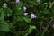 Persicaria thunbergii(Polygonum thunbergii) flowers. Polygonaceae annual plants.