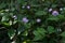 Persicaria thunbergii(Polygonum thunbergii) flowers. Polygonaceae annual plants.