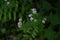 Persicaria thunbergii(Polygonum thunbergii) flowers. Polygonaceae annual plants.