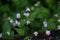 Persicaria thunbergii(Polygonum thunbergii) flowers. Polygonaceae annual plants.