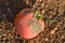 Persimmon affected by thrips, a plague that stains the fruits and causes great losses to the farmer Heliothrips haemorrhoidalis