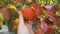 Persimmon branches with large orange fruits at harvest time. Ripe persimmon hanging on trees in sunny weather