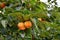 Persimmon, edible fruit of a number of trees in the genus Diospyros