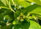 Persimmon flower on the tree , close up