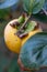 Persimmon fruit on branch  Macro. Persimmon orange fruit and leaves in the autumn garden. Japanese persimmon  Diospyros kaki