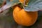 Persimmon fruit on branch, Macro. Persimmon orange fruit and leaves in the autumn garden. Japanese persimmon, Diospyros kaki