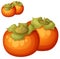 Persimmon fruit. Cartoon vector icon isolated