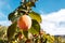 Persimmon fruit, Diospyros kaki, ripening on a tree in a plantation in the Mediterranean city of Valencia