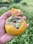 Persimmon fruit on hand