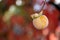 Persimmon fruit on kaki tree