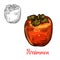 Persimmon fruit sketch of exotic asian berry