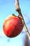 A persimmon fruit on tree branch with a blue sky in the background