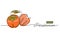 Persimmon fruits sketch vector illustration for label, background. One line drawing art illustration with lettering